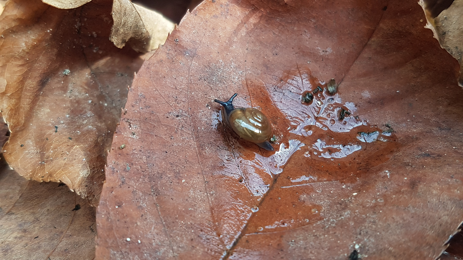 Glanzschnecke nach dem regen