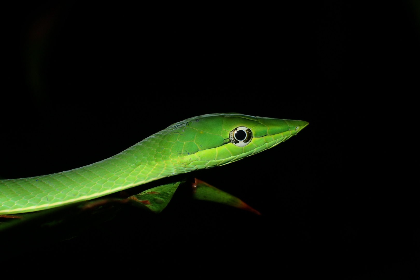 Glanzspitznatter (Oxybelis fulgidus)