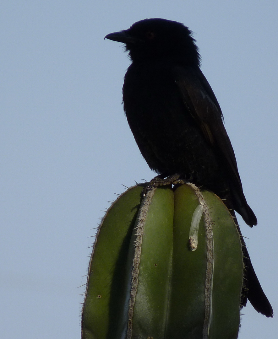 Glanzstar auf Riesenkaktus in Namibia