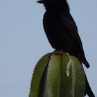 Glanzstar auf Riesenkaktus in Namibia