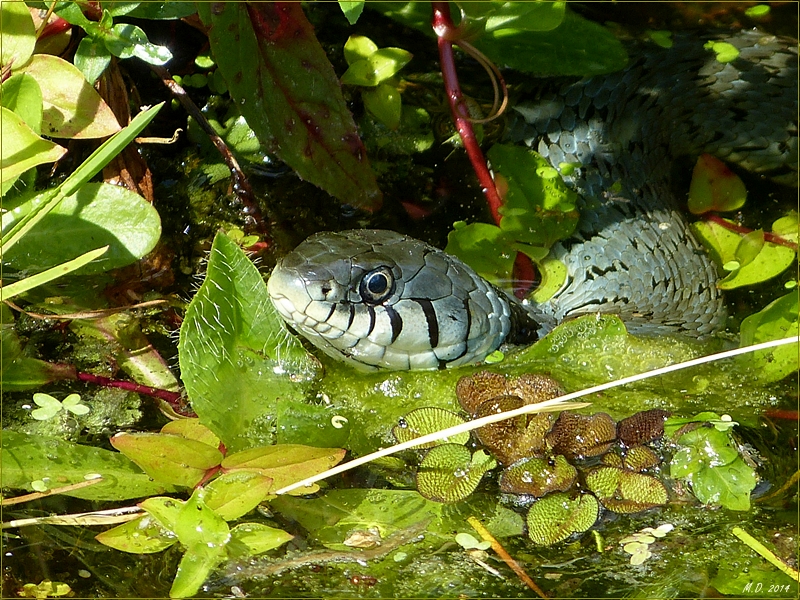 Glanzvoll nach der Häutung,zeigte sich die Ringelnatter in meinen kleinen Teich.