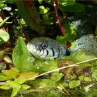 Glanzvoll nach der Häutung,zeigte sich die Ringelnatter in meinen kleinen Teich.