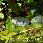 Glanzvoll nach der Häutung,zeigte sich die Ringelnatter in meinen kleinen Teich.