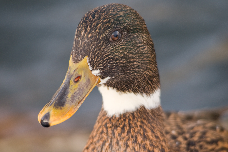 glanzvolle augen