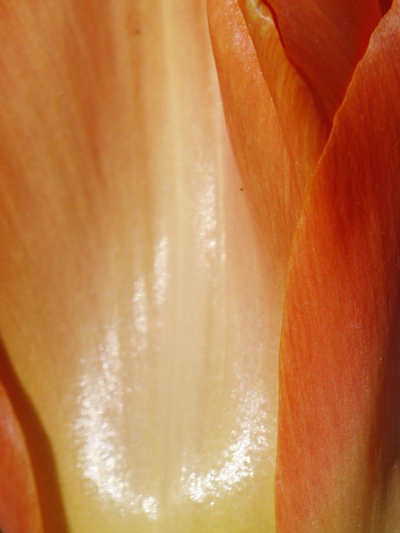 Glanzvolle Tulpe