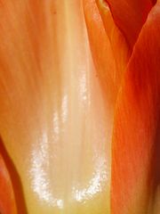 Glanzvolle Tulpe