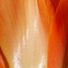 Glanzvolle Tulpe