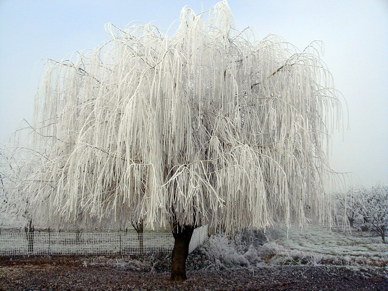 glaçons d'hiver