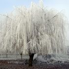 glaçons d'hiver