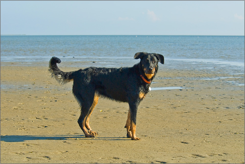 Glarise am Strand