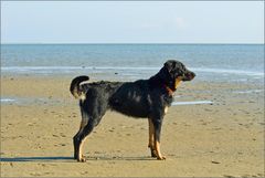 Glarise am Strand