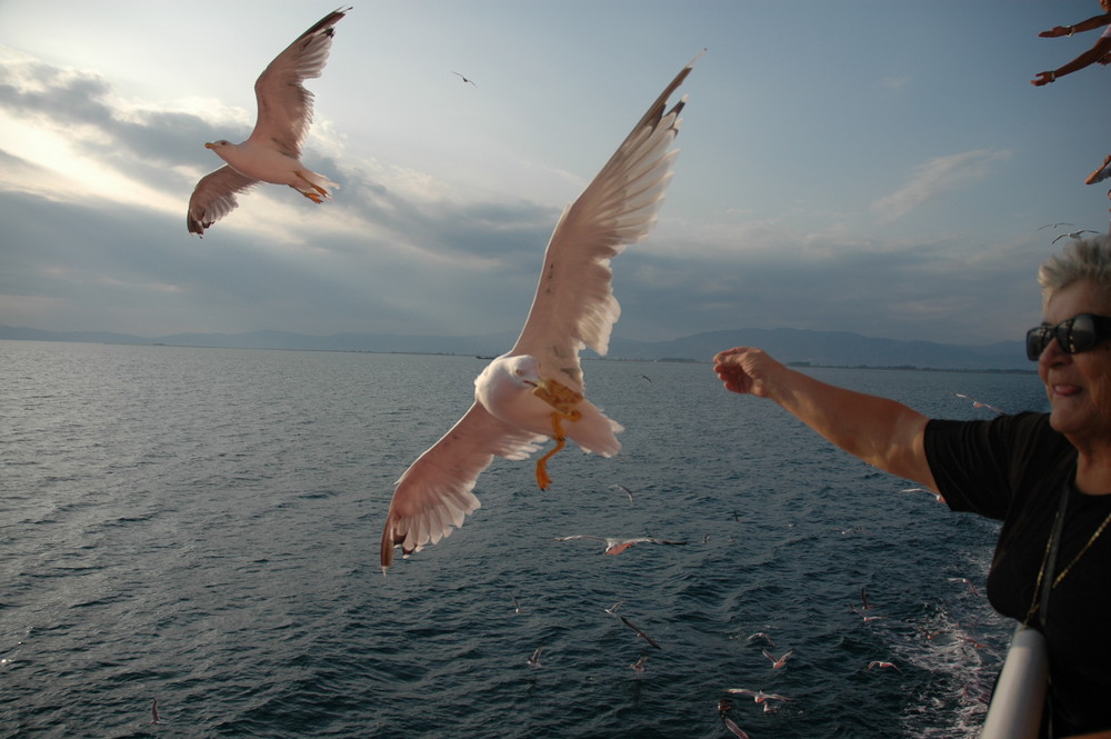 glaros Gulls