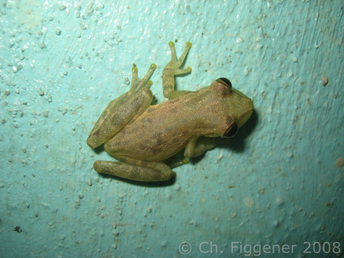 Glas Frog