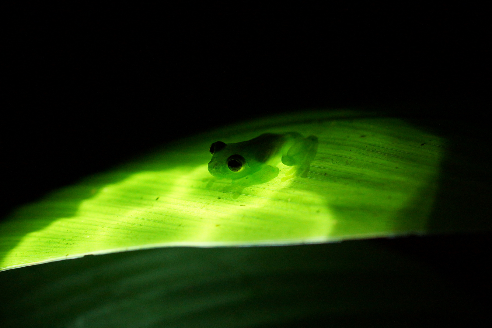Glas Frog - Costa Rica