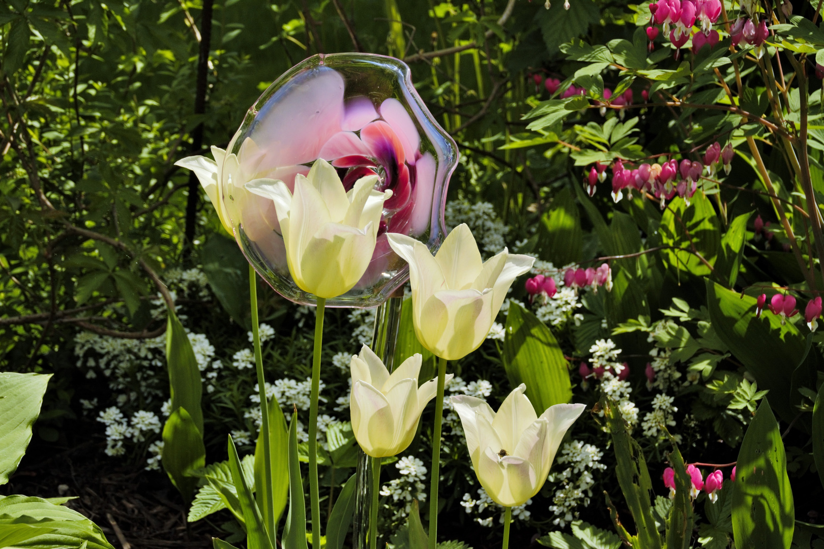 Glas gegen Tulpe