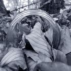 Glas im Wald