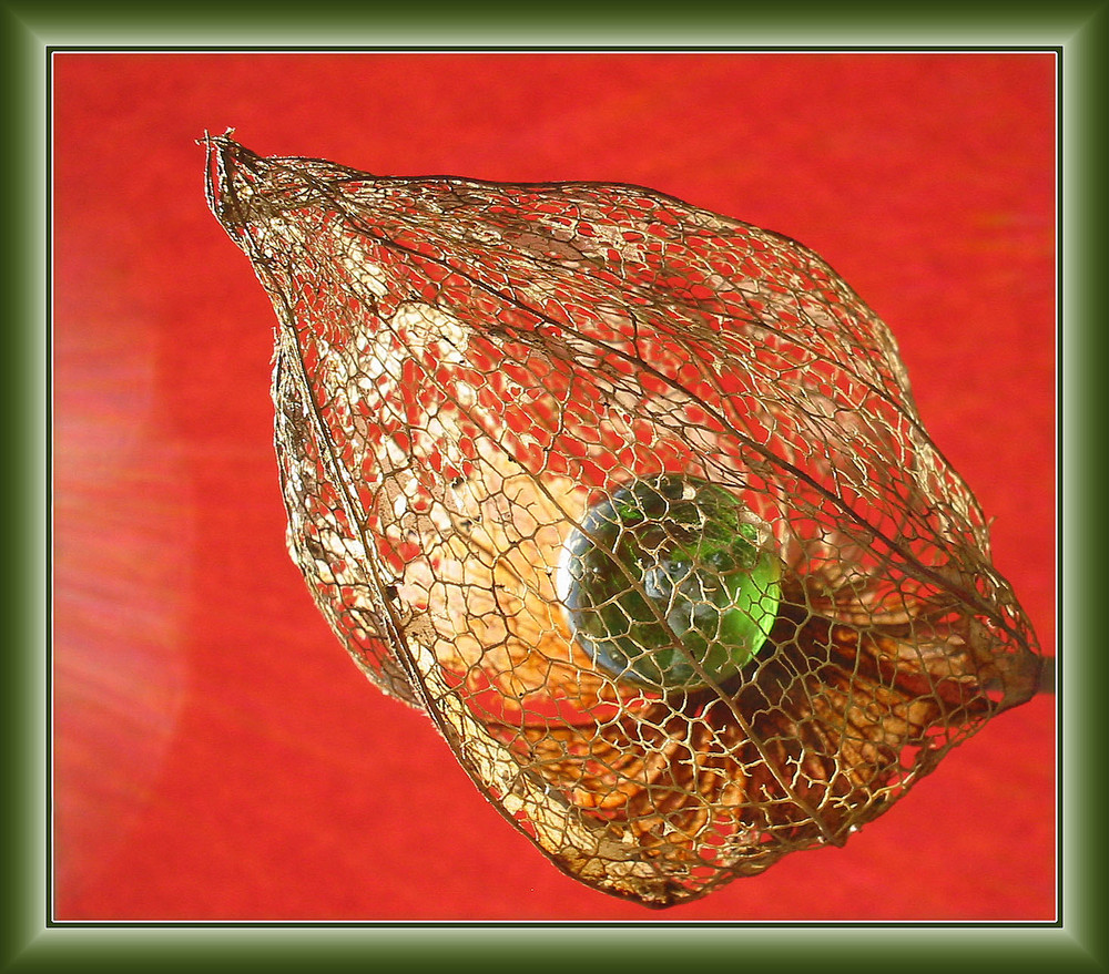 Glas-Physalis....