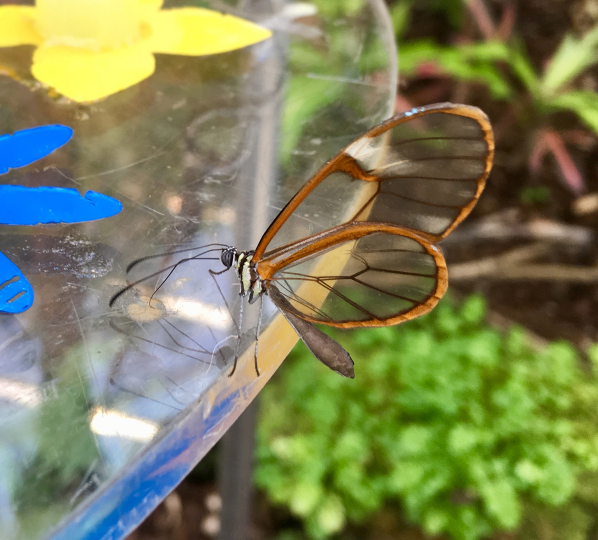 Glas-Schmetterling (giftig)