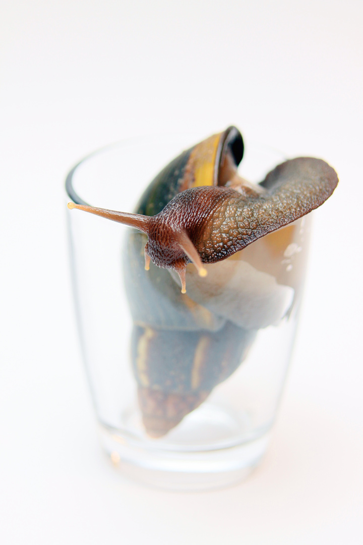 Glas Schnecke - Schnecke im Glas