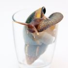 Glas Schnecke - Schnecke im Glas