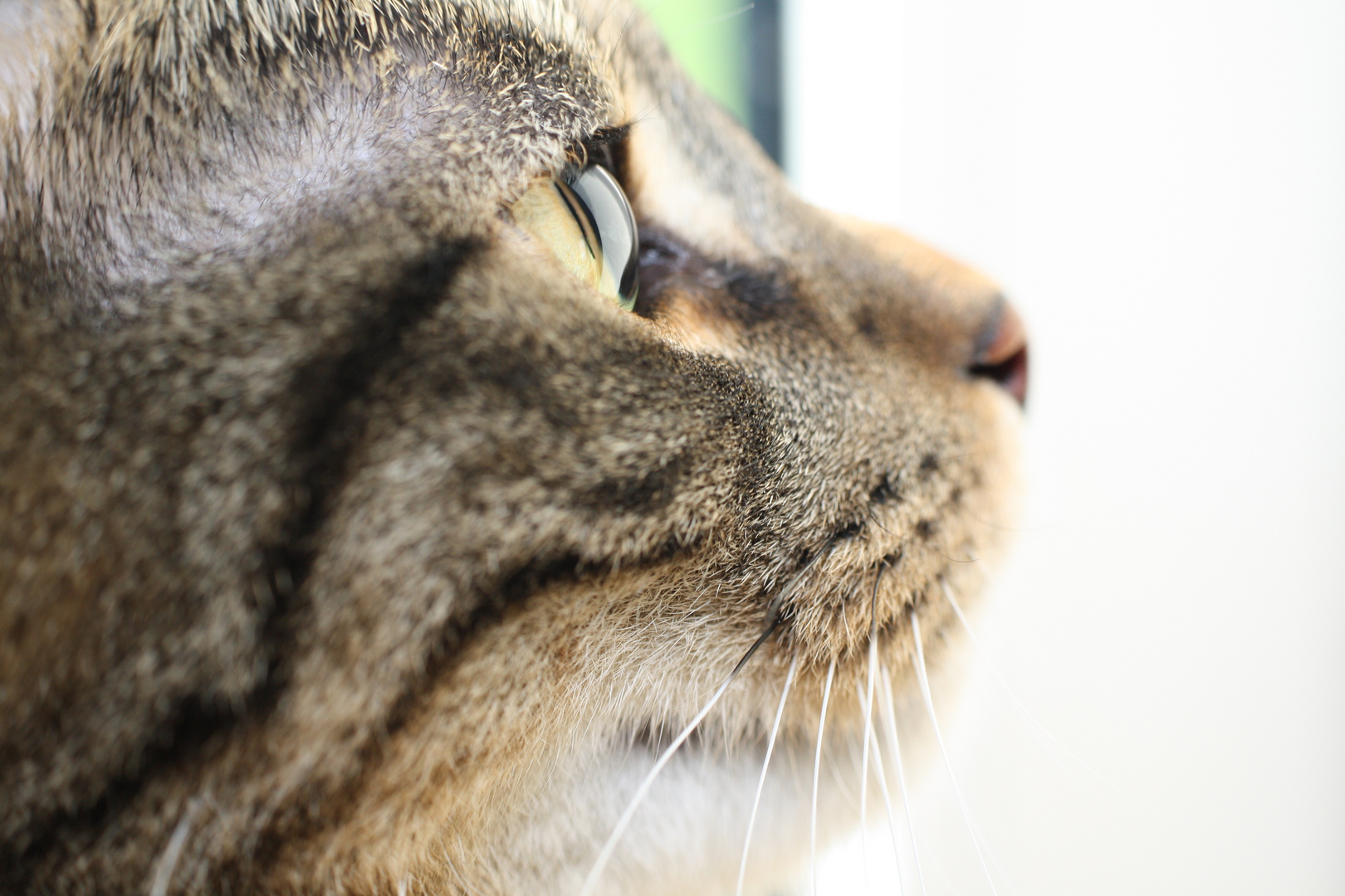 Glasaugen Foto Bild Tiere Haustiere Katzen Bilder Auf Fotocommunity