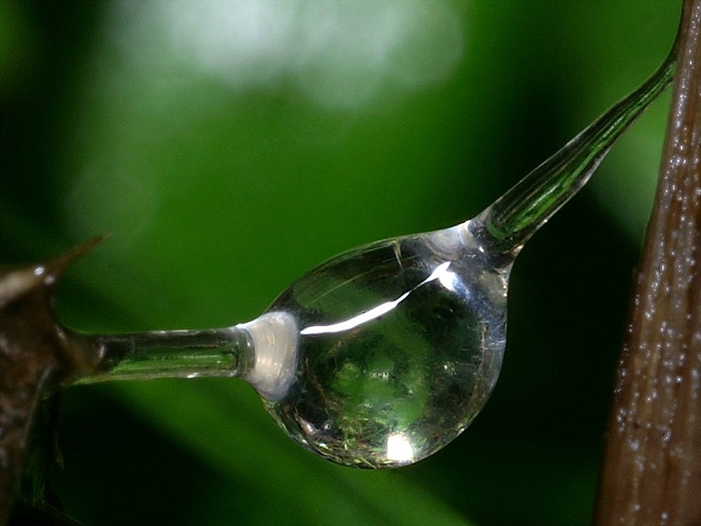 Glasbläser im Urwald?