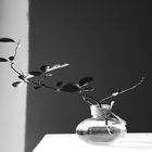 Glasevase mit einen Zweig der Zwergblutpflaume
