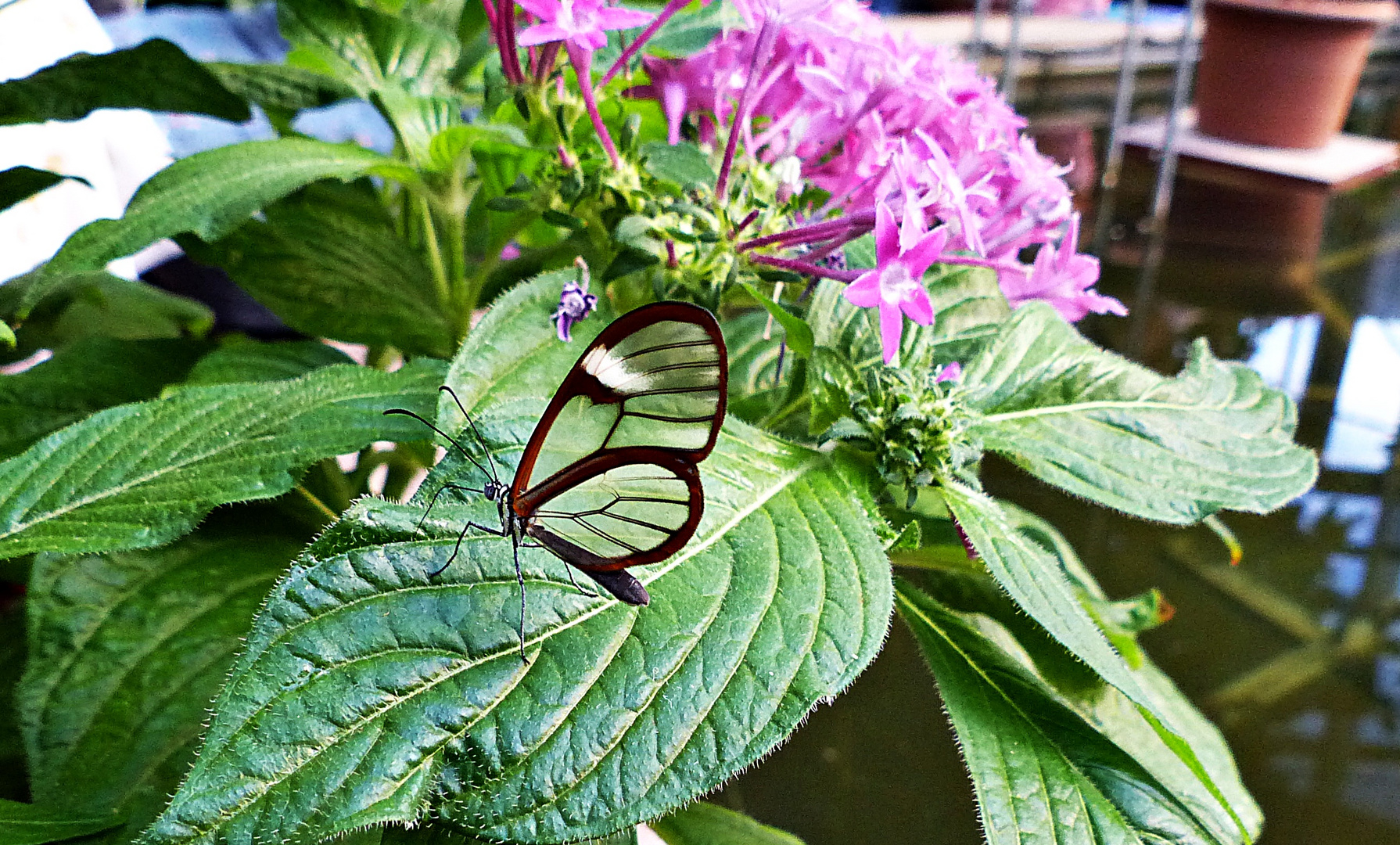 Glasfalter, ein Wunder der Natur