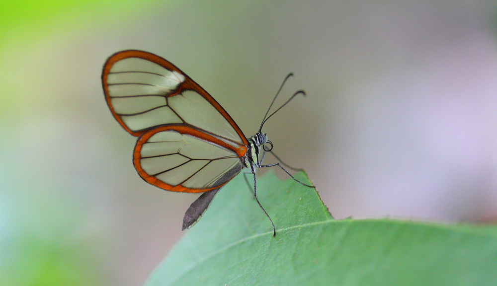 Glasflügel - ein besonderer Schmetterling