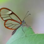 Glasflügel - ein besonderer Schmetterling
