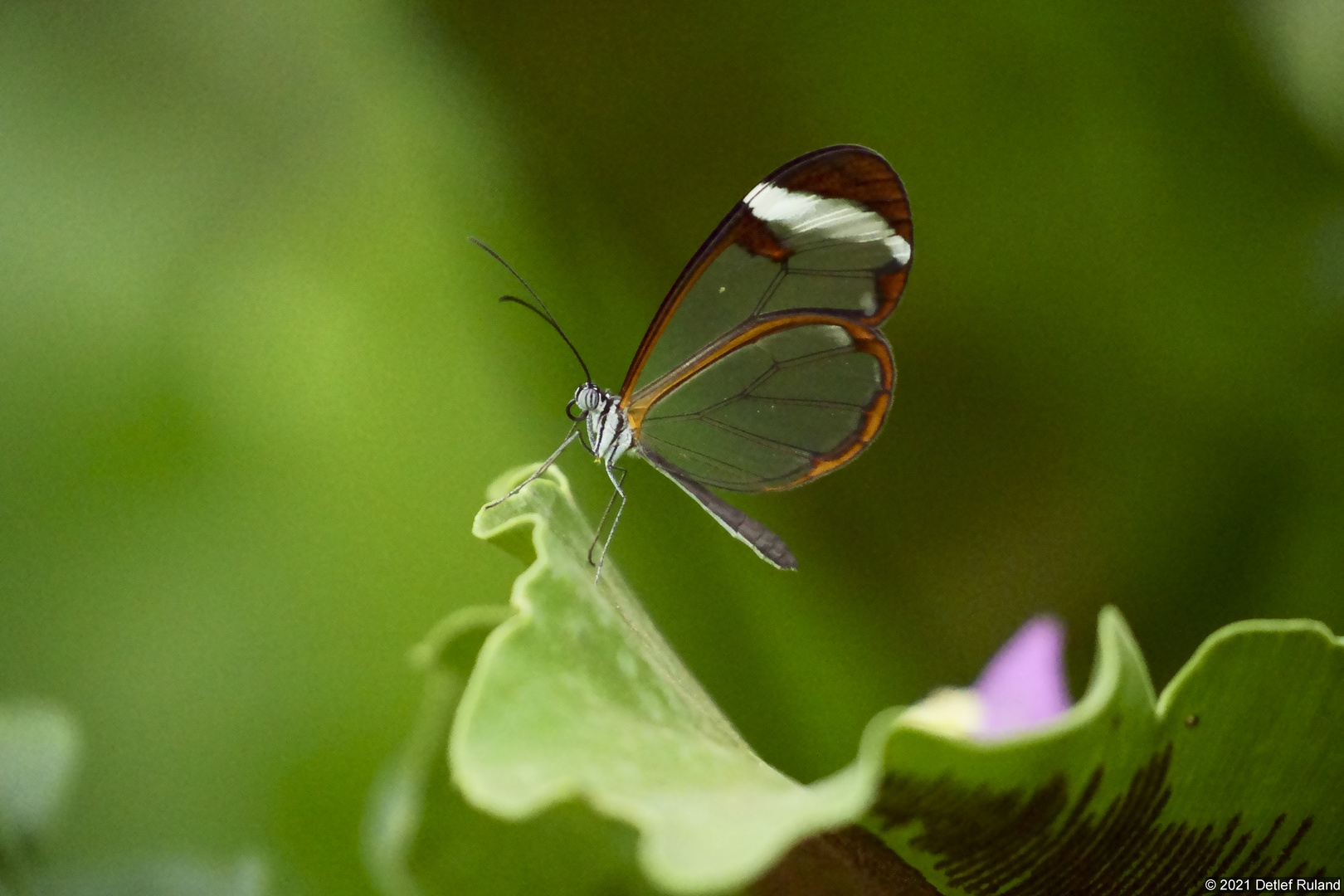 Glasflügel Falter_DS30480