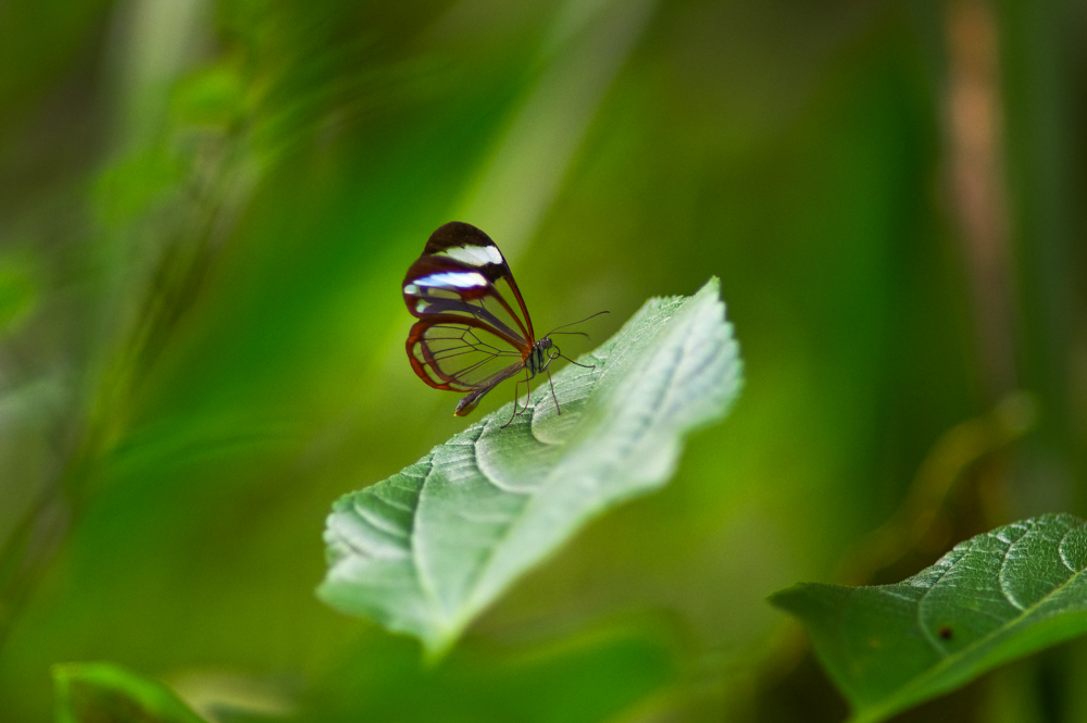 Glasflügel ( Greta oto )