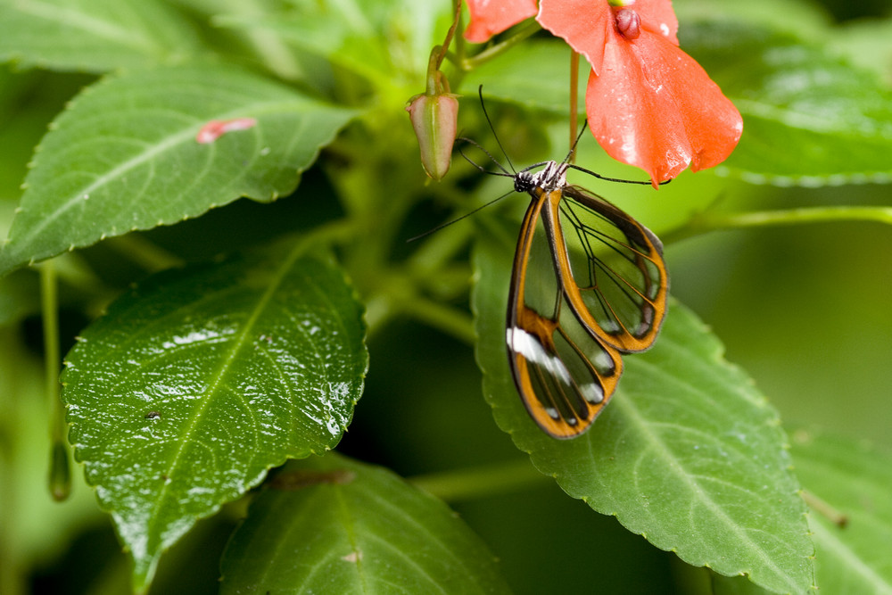 Glasflügel? Greta oto