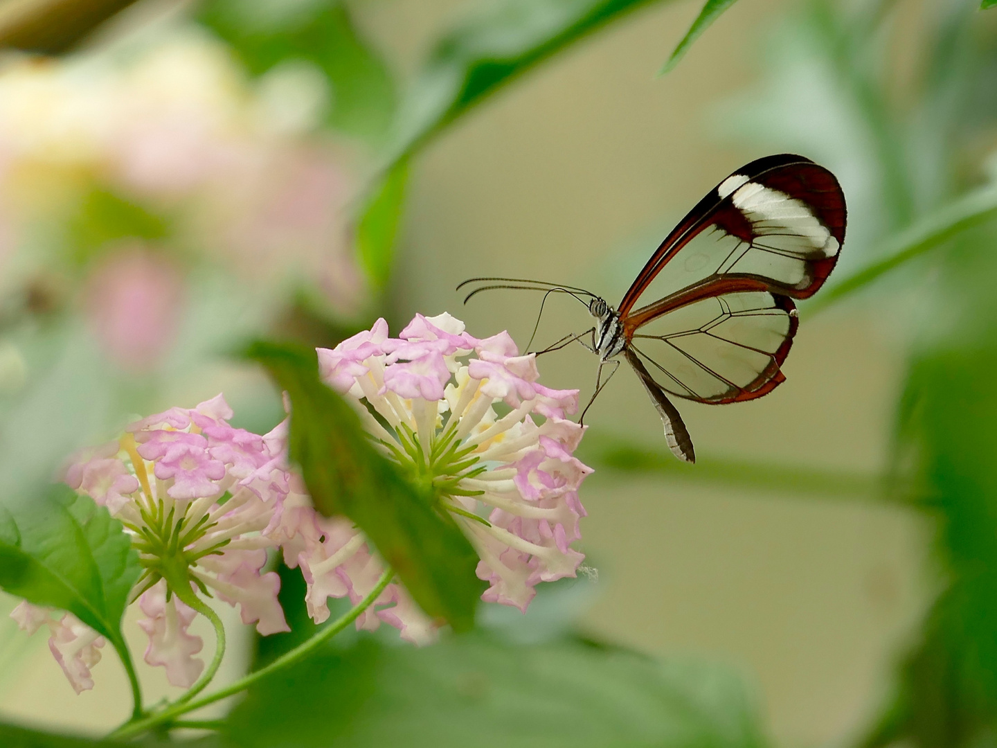 Glasflügel Schmetterling