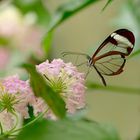 Glasflügel Schmetterling