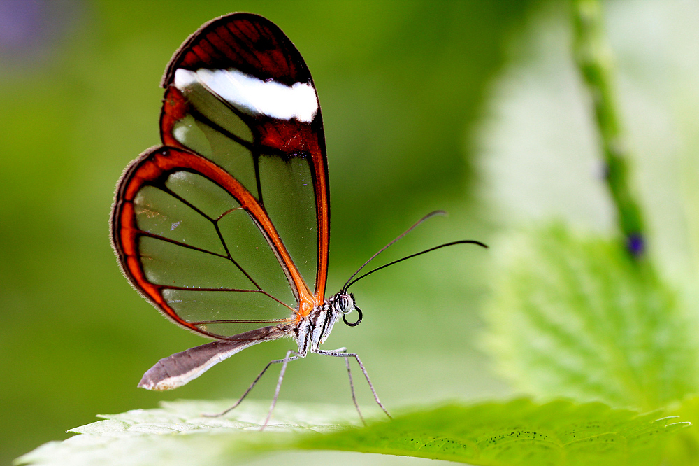 Glasflügel Schmetterling