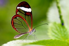 Glasflügel Schmetterling