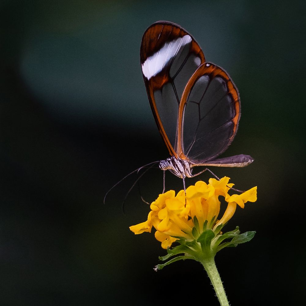 Glasflügel Schmetterling