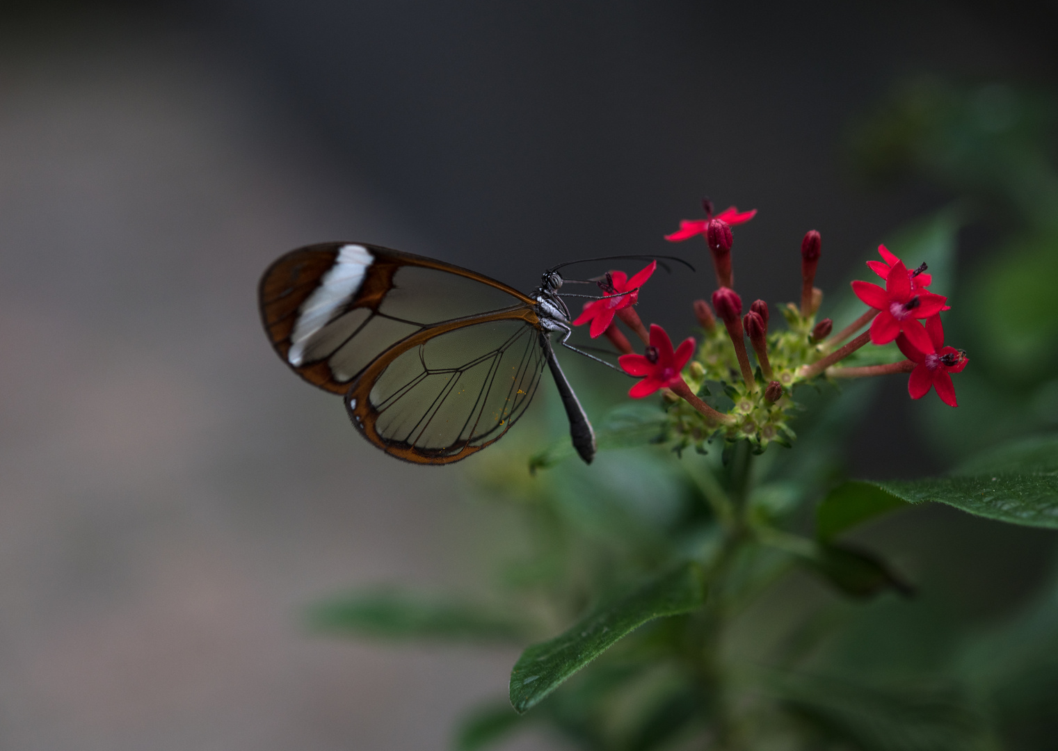 Glasflügel Schmetterling 