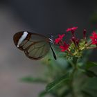 Glasflügel Schmetterling 