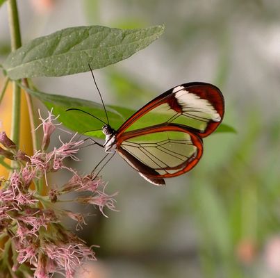 Glasflügelfalter