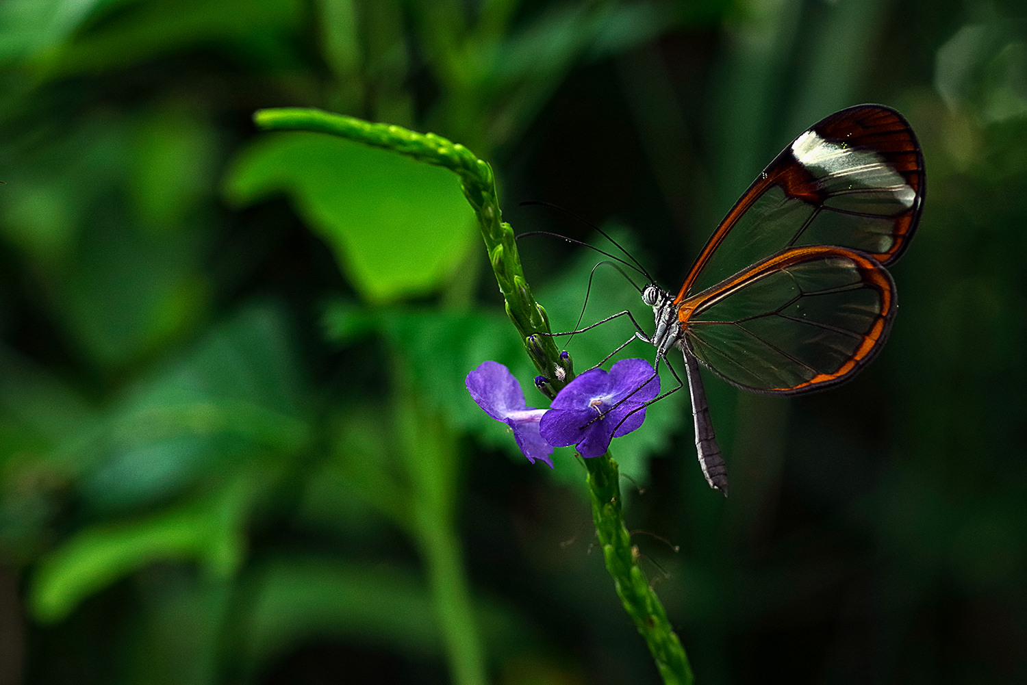 Glasflügelfalter (Greta oto)