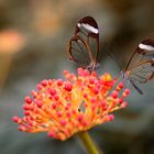 Glasflügelfalter (greta oto)