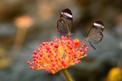 Glasflügelfalter (greta oto)