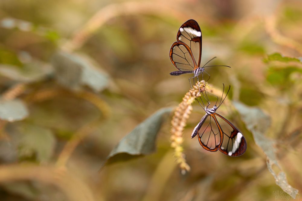 Glasflügelfalter (greta oto)