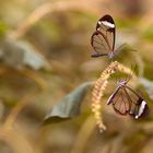 Glasflügelfalter (greta oto)