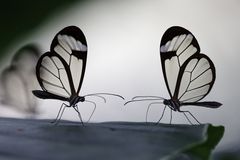 Glasflügelfalter (Greta oto)