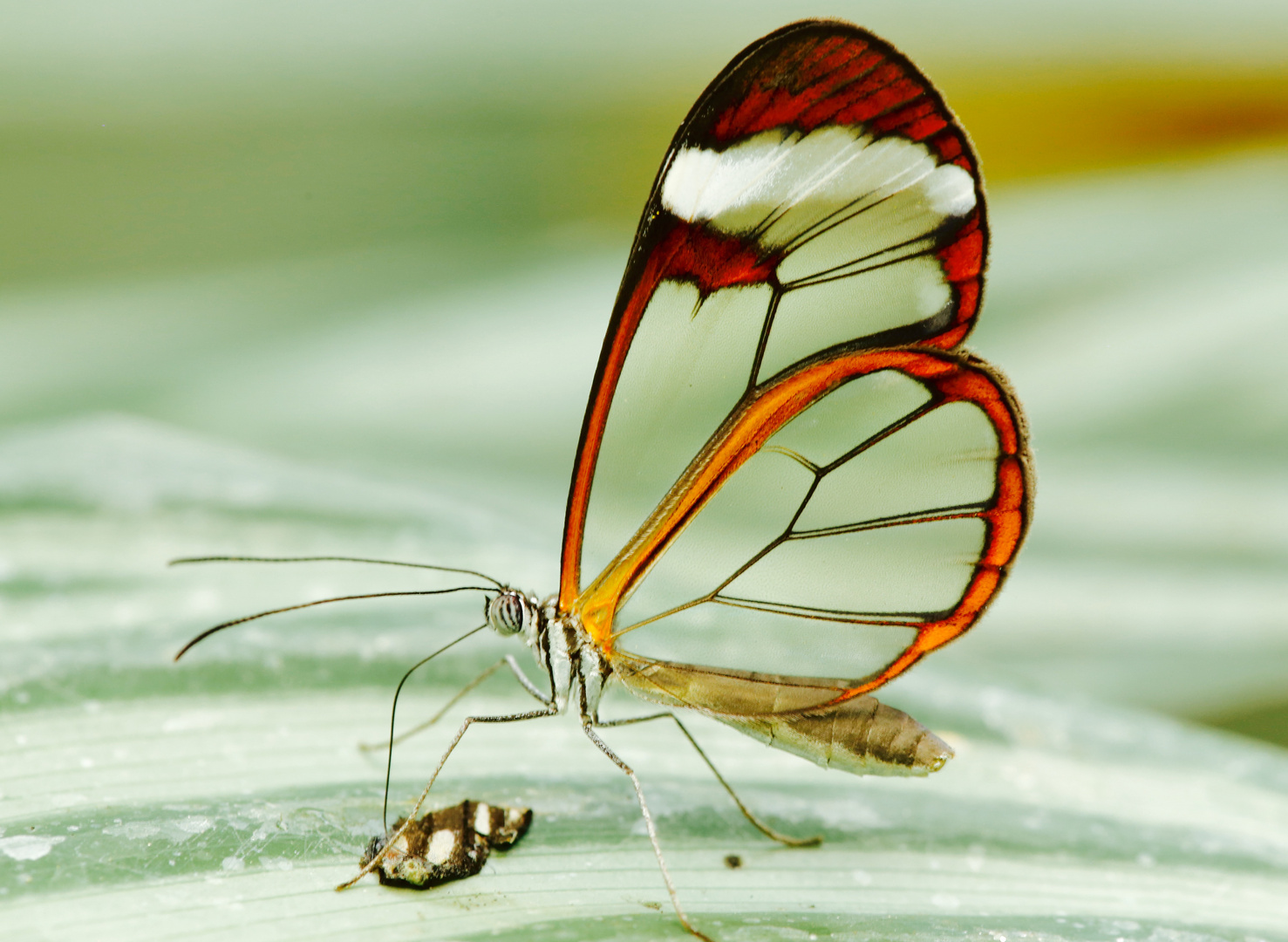 Glasflügelfalter (Greta oto)