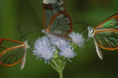 Glasflügelfalter in Costa Rica