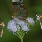 Glasflügelfalter in Costa Rica